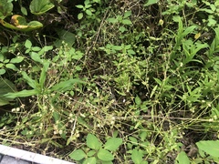 Valerianella chenopodifolia