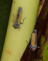 Sphaeropogonia aureatula