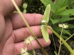 Valerianella chenopodifolia