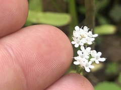 Valerianella chenopodifolia
