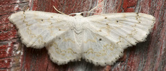 Idaea obfusaria