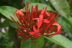 Ixora