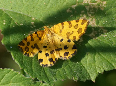Pseudopanthera macularia