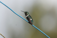 Chaetocercus heliodor