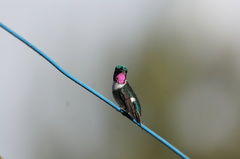 Chaetocercus heliodor