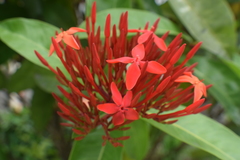 Ixora coccinea