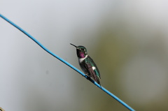 Chaetocercus heliodor