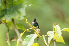 Chaetocercus heliodor