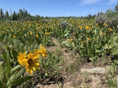 Wyethia amplexicaulis