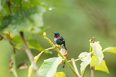 Chaetocercus heliodor