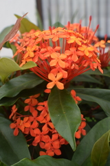Ixora coccinea