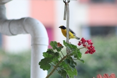 Euphonia laniirostris