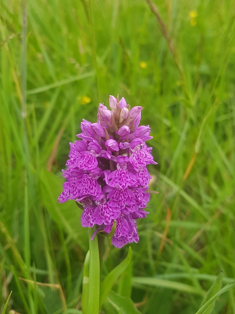 Dactylorhiza × venusta