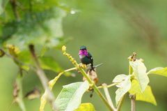 Chaetocercus heliodor