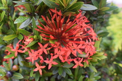 Ixora coccinea
