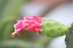 Opuntia cochenillifera