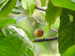 Guianan Streaked Antwren photo 2