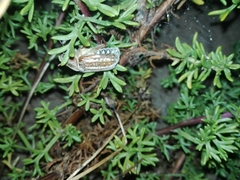Anoxia australis