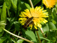 Hemaris aethra