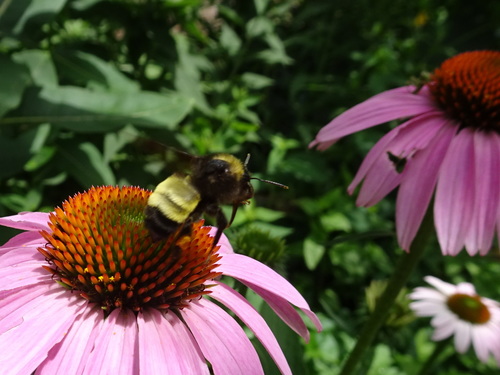 American Bumble Bee photographed in Kansas