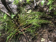 Carex albolutescens
