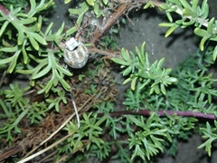 Anoxia australis