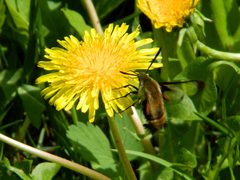 Hemaris aethra