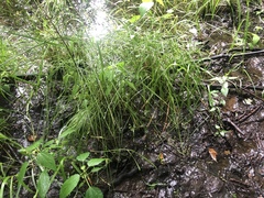 Carex albolutescens