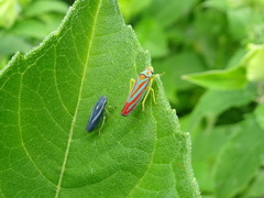 Graphocephala hieroglyphica