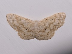 Idaea obfusaria