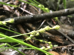 Carex albolutescens