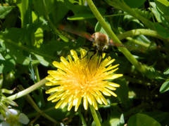 Hemaris aethra