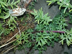 Anoxia australis