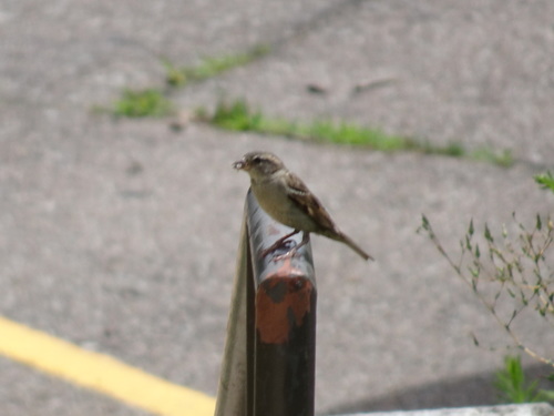 House Sparrow photographed in Kansas