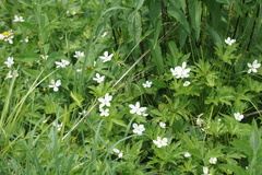 Anemonastrum canadense