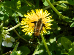Hemaris aethra