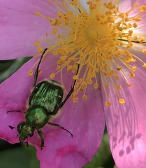 Trichiotinus lunulatus