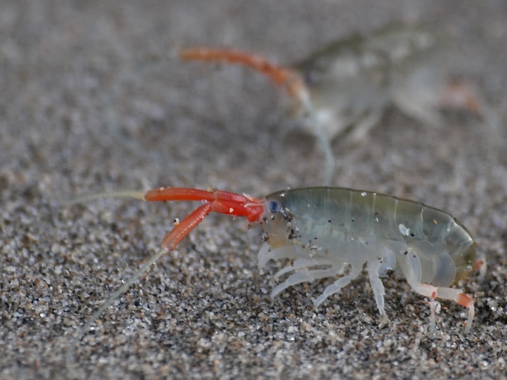 California Beach Flea Marine Species Of Crab Cove Alameda Ca Inaturalist