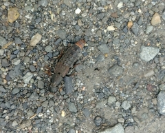 Platydracus mysticus