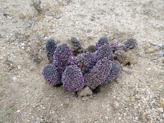 Pholisma arenarium