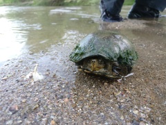 Kinosternon sonoriense