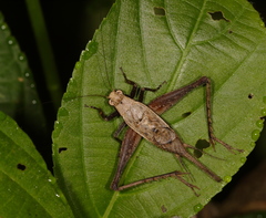 Eneoptera surinamensis