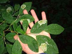 Leucanthiza dircella