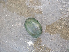 Kinosternon sonoriense