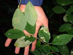 Leucanthiza dircella