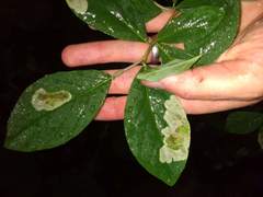 Leucanthiza dircella