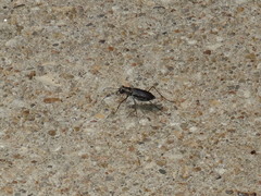 Cicindela punctulata punctulata