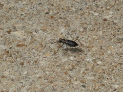 Cicindela punctulata punctulata