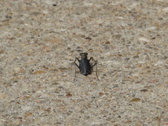Cicindela punctulata punctulata