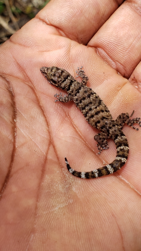 Parker's Least Gecko